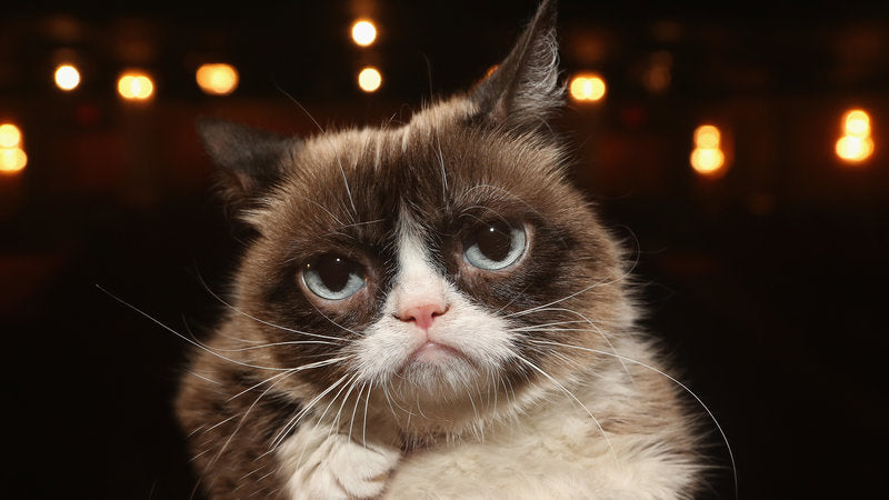 Internet sensation Grumpy Cat dies at age 7